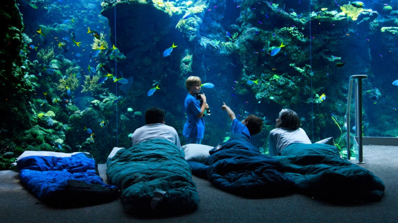 Monterey Bay Aquarium Overnighter « Cub Scout Pack 1776 - R92o7mwmv9kbhm7eo5wb